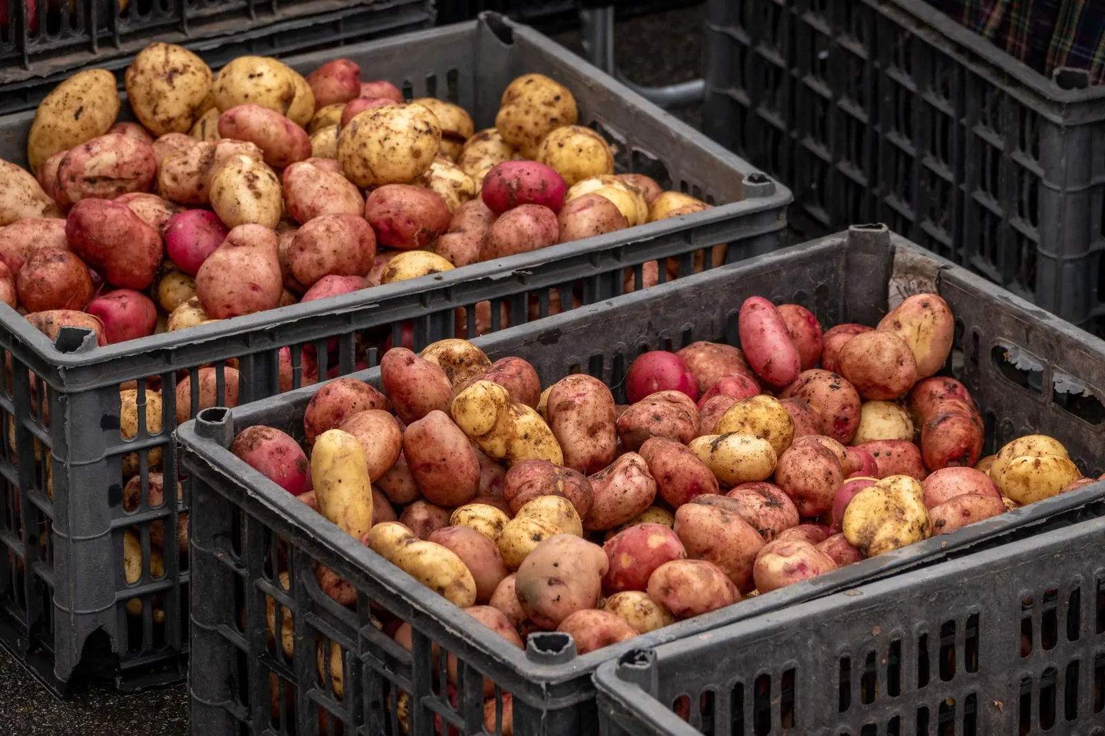 Freshly harvested red and yellow potatoes in plastic crates at a market.