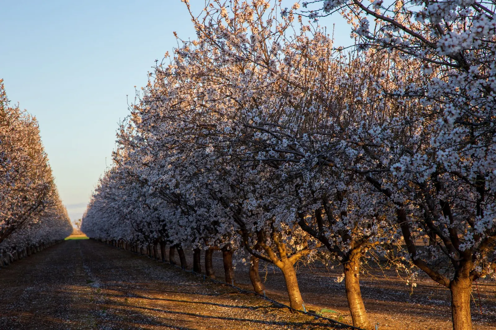 Almond trees in full bloom along a rural path in Merced, California, during springtime.